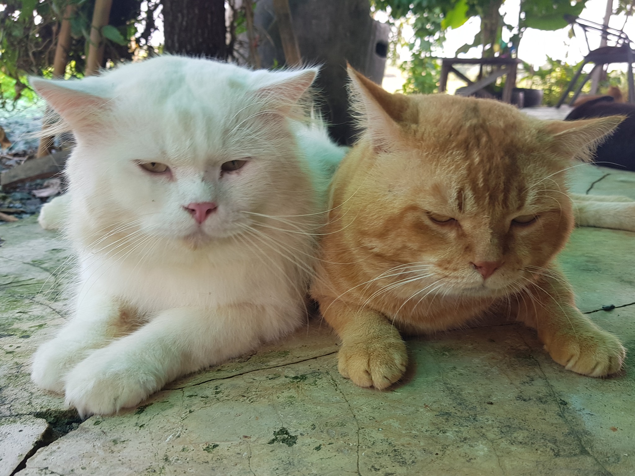 ทองมา: "บ่ายแล้วพ่อไม่เปิดแอร์อีกเหรอขาว" 1