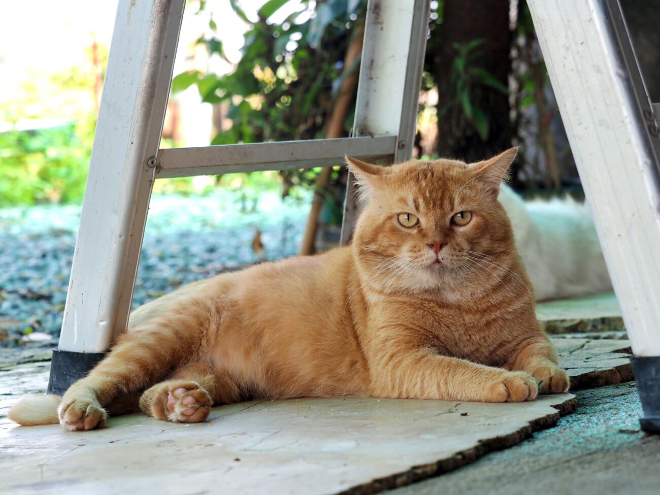 วันนี้พ่อไม่อยู่ ผมได้รับมอบหมายให้เฝ้าบ้าน 1