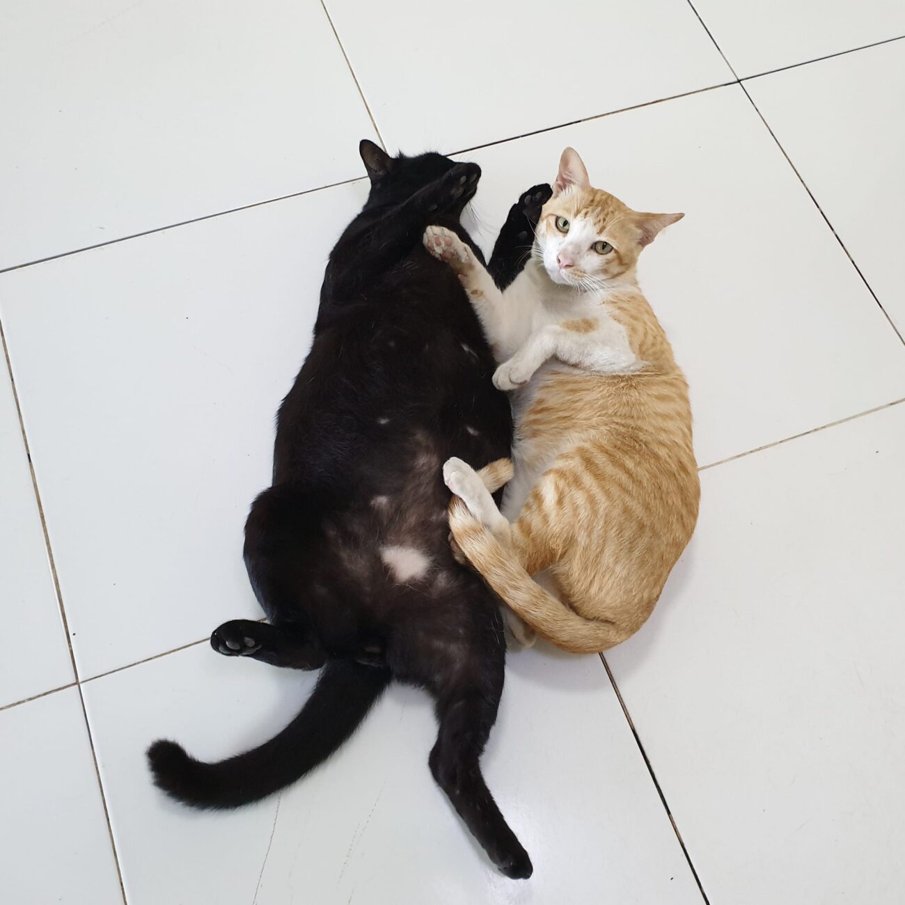 เกิดเป็นแมวนั้นสบาย มีคนรับใช้ถูห้องให้นอนตลอด มุมไหนนอนเบื่อแล้วก็ฉี่ใส่ เดี๋ยว 3
