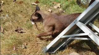 คนเขาจะหาว่าอดอยากมากถึงกับต้องจับกิ้งก่ากิน น่าส่งกลับเกาหลีจริง ๆ เลย 1