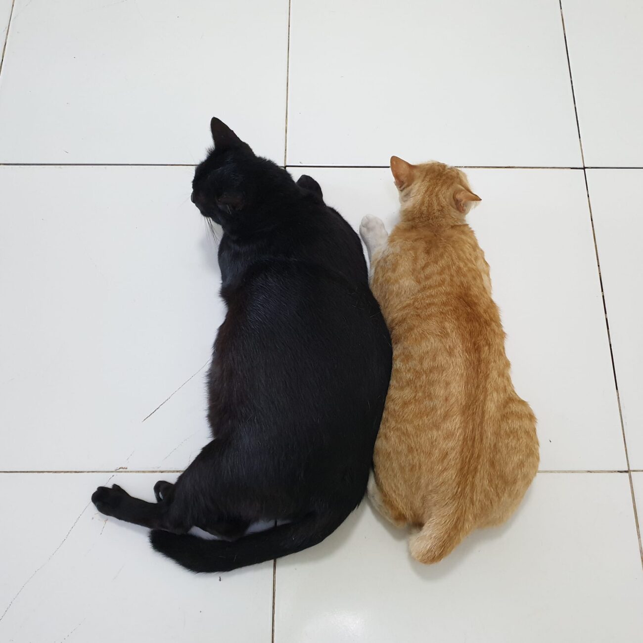 เกิดเป็นแมวนั้นสบาย มีคนรับใช้ถูห้องให้นอนตลอด มุมไหนนอนเบื่อแล้วก็ฉี่ใส่ เดี๋ยว 4