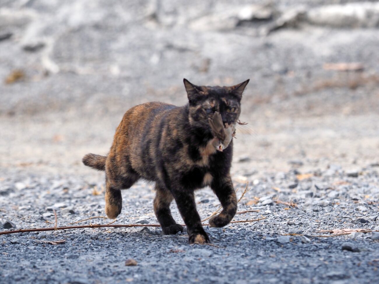 เพราะเป็นศิษย์อาจารย์เดียวกับโนอึล ถึงตาไม่ดีข้างหนึ่ง ฝีไม้ลายมือไม่เป็นรองใคร 1