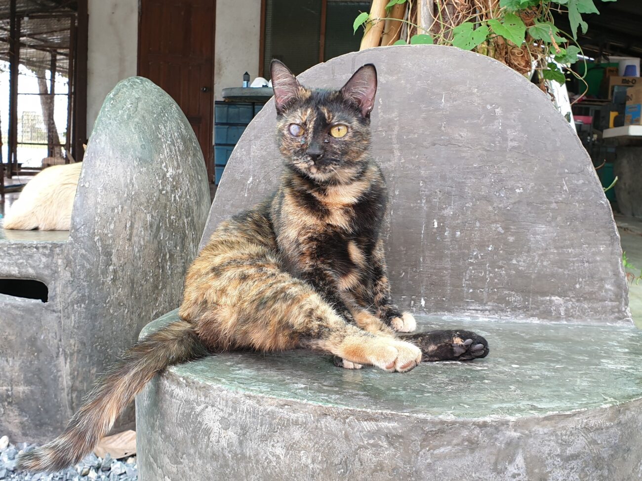 เพราะเป็นศิษย์อาจารย์เดียวกับโนอึล ถึงตาไม่ดีข้างหนึ่ง ฝีไม้ลายมือไม่เป็นรองใคร 4