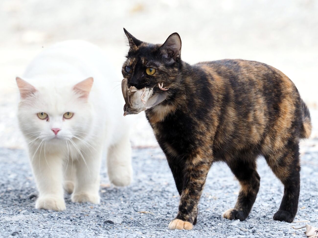 เพราะเป็นศิษย์อาจารย์เดียวกับโนอึล ถึงตาไม่ดีข้างหนึ่ง ฝีไม้ลายมือไม่เป็นรองใคร 2