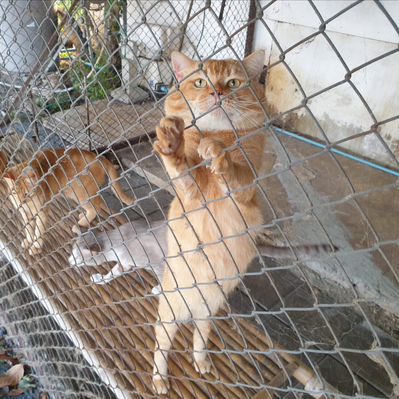 "เสียงเหมือนรถกับข้าววิ่งผ่าน ปล่อยผมออกไปเดี๋ยวนี้นะครับ!" 2