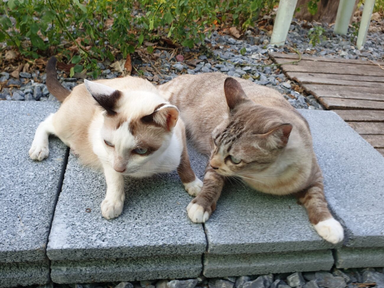 ลูกฉันแสบ แอบต้อน เล่นซ่อนหา 3