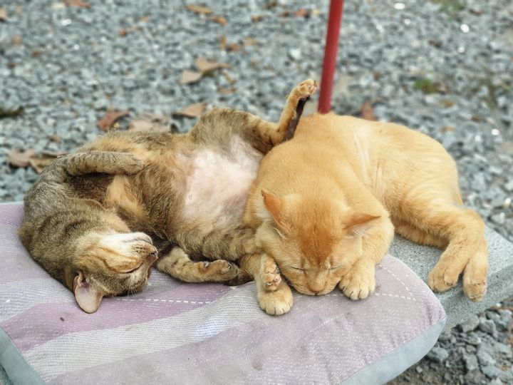 วันนี้ไม่มีแดดเลย #ทองมี กับ #ถั่วพู ออกมาตากอากาศกันสบายใจ น่าจะกำลังฝันว่านอนเ 1