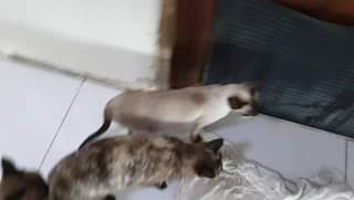 ทุกเย็น ก่อนสาว ๆ จะออกไปเดินเล่นต้องเดินผ่านห้องหนุ่ม ๆ แก๊งหนุ่ม ๆ ก็จะดี๊ด๊าเ 1