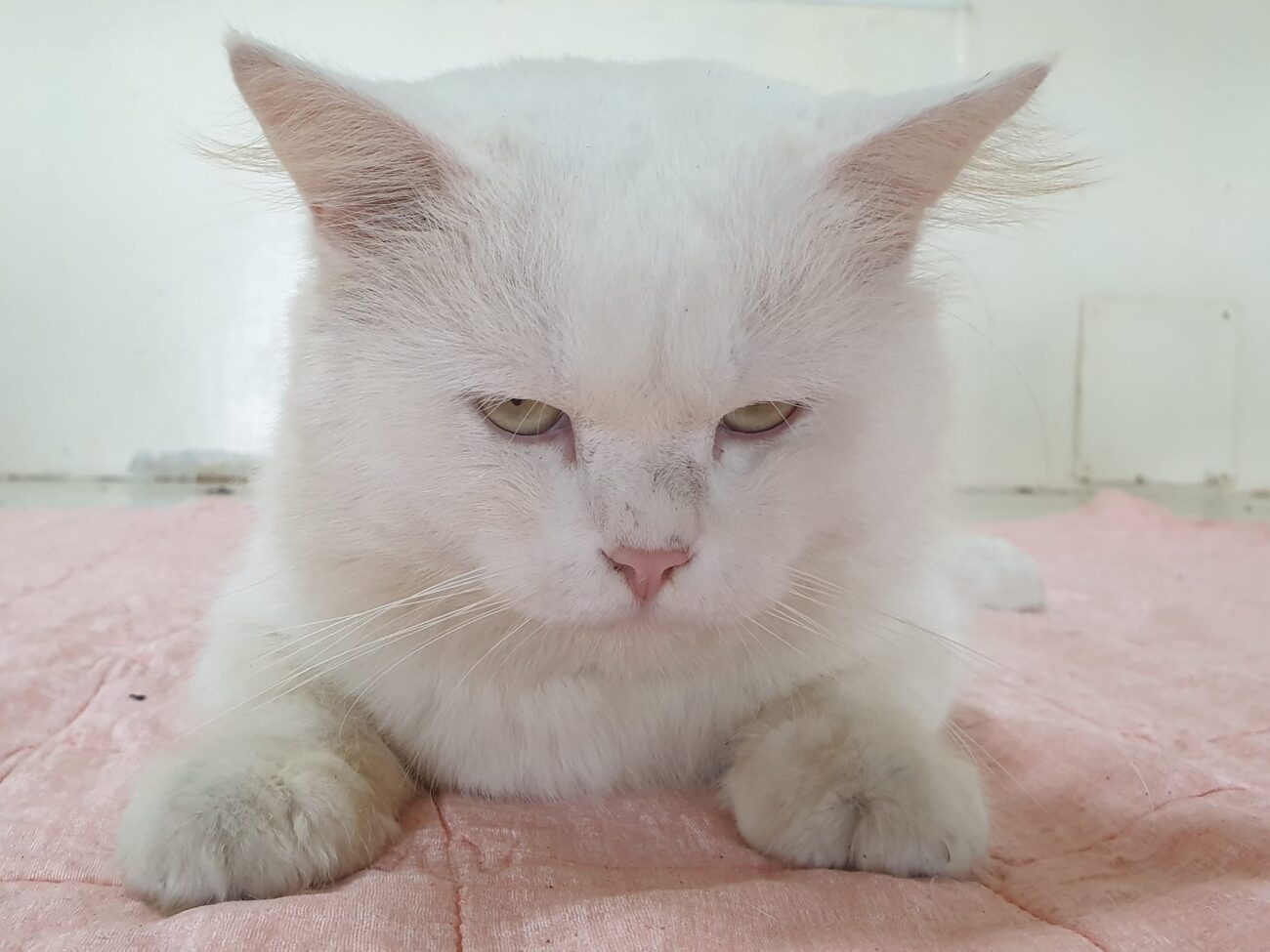 สภาพของหนุ่มหล่อ ลูกครึ่ง 1