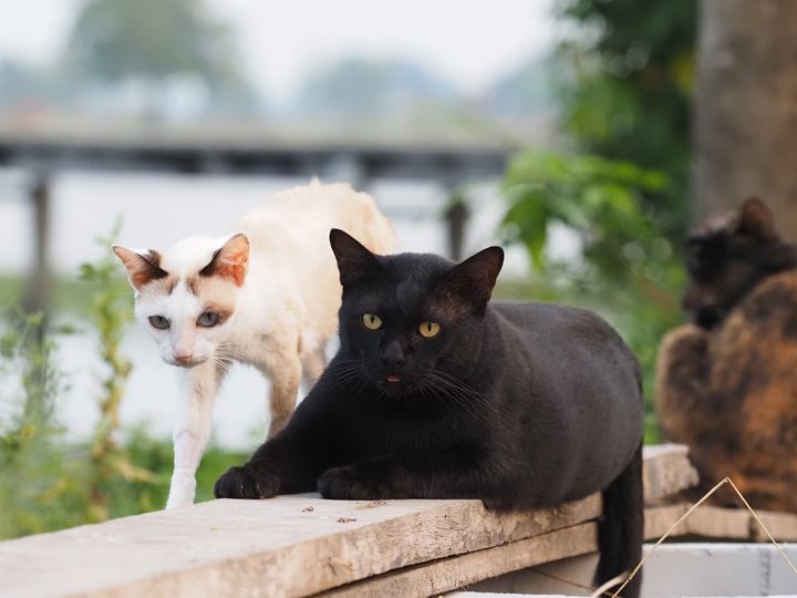 แม่ #ปลาทอด อาการโดยรวมไม่ค่อยดีนักครับ 1