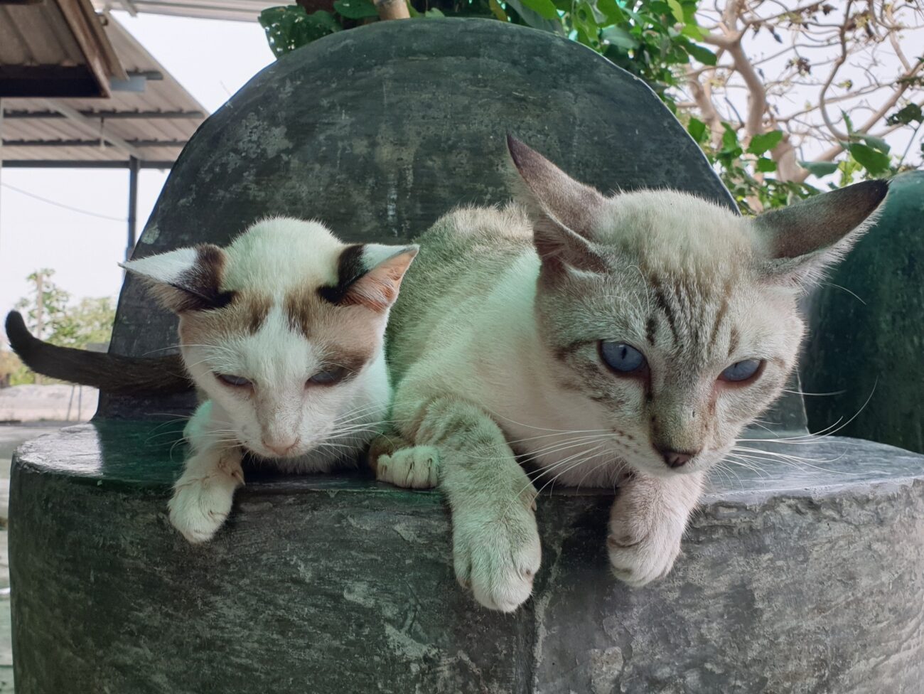 แม่ #ปลาทอด ยังทรง ๆ ครับ พ่อทองมียังดูแลเธอใกล้ชิดอยู่ที่บ้าน ให้น้ำเกลือ ป้อนอ 1