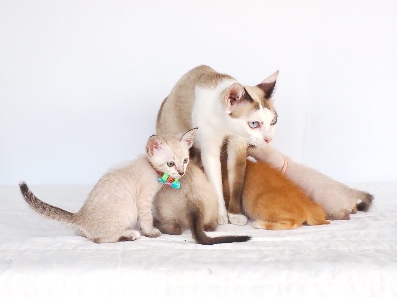 ในที่สุด เด็กหญิง #ปลาเข็ม ก็โตเป็นสาวแล้วครับ ตั้งแต่เมื่อคืนก็ร้องหง่าว เดินแอ 4