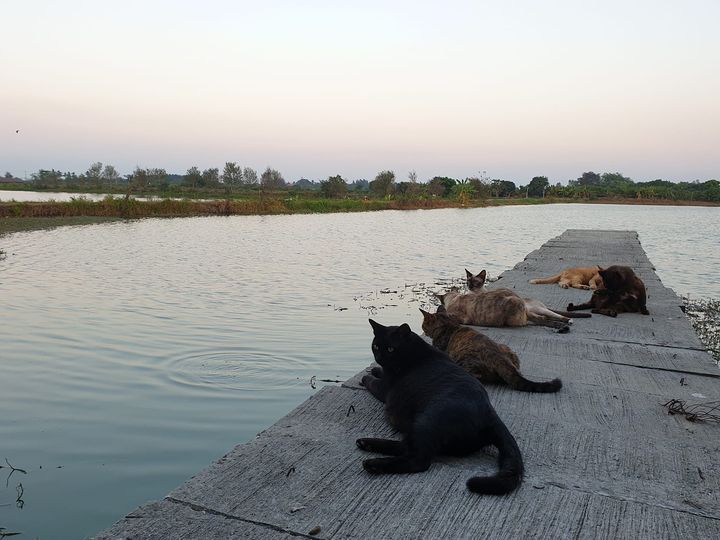 วิถึชีวิตหนุ่มสาวบ้านนอก อากาศเริ่มเย็นลงก็มานั่งชมวิว ดูตะวันลับขอบฟ้า ดูปลาว่า 1