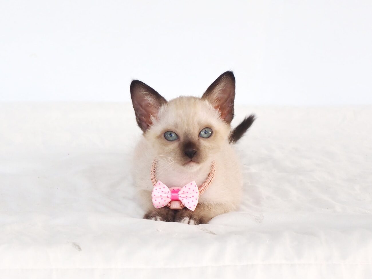 ในที่สุด เด็กหญิง #ปลาเข็ม ก็โตเป็นสาวแล้วครับ ตั้งแต่เมื่อคืนก็ร้องหง่าว เดินแอ 2