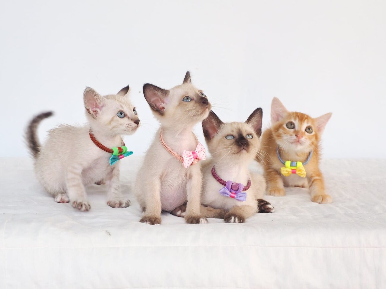 ในที่สุด เด็กหญิง #ปลาเข็ม ก็โตเป็นสาวแล้วครับ ตั้งแต่เมื่อคืนก็ร้องหง่าว เดินแอ 3