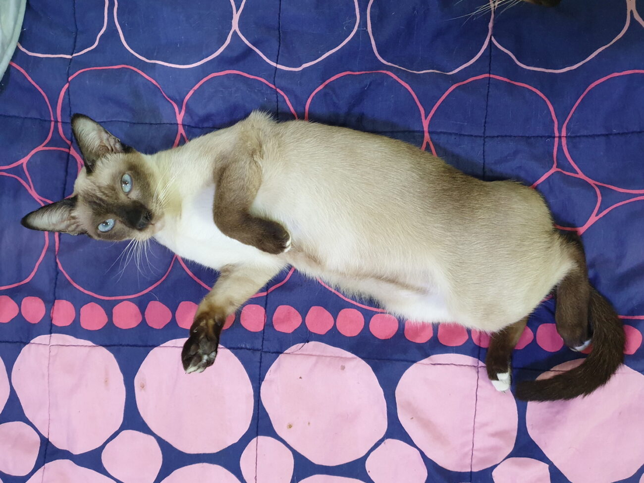 ในที่สุด เด็กหญิง #ปลาเข็ม ก็โตเป็นสาวแล้วครับ ตั้งแต่เมื่อคืนก็ร้องหง่าว เดินแอ 1