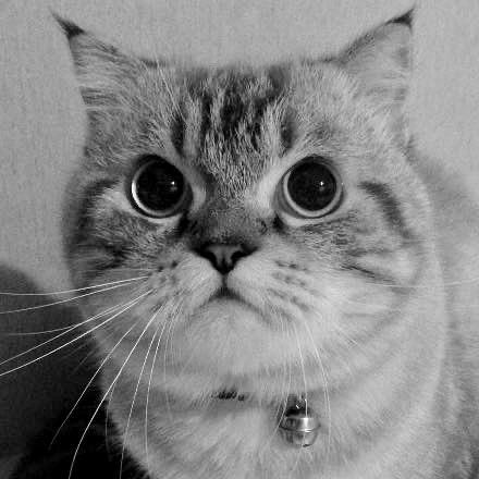 ขอแสดงความเสียใจด้วยครับ เฉโปไม่ต้องเจ็บปวดแล้วนะ เฉโปจะอยู่ในใจทุกคนตลอดไป 1