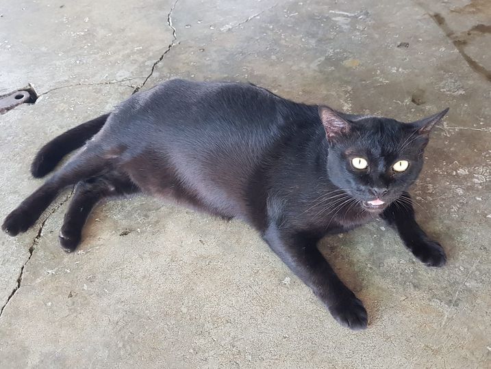 "อากาศก็ร้อน พัดลมเงินผ่อนขาดส่งแค่สองวัน ไฟแนนซ์ตามยึดไปแล้วครับ" 1