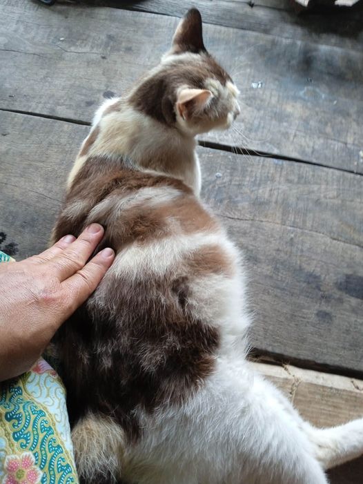 มีแมวจรตัวหนึ่งเธอกำลังท้องแก่ เธอมาอาศัยขอข้าวที่บ้านของแฟนเพจท่านหนึ่ง ซึ่งต้อ 1