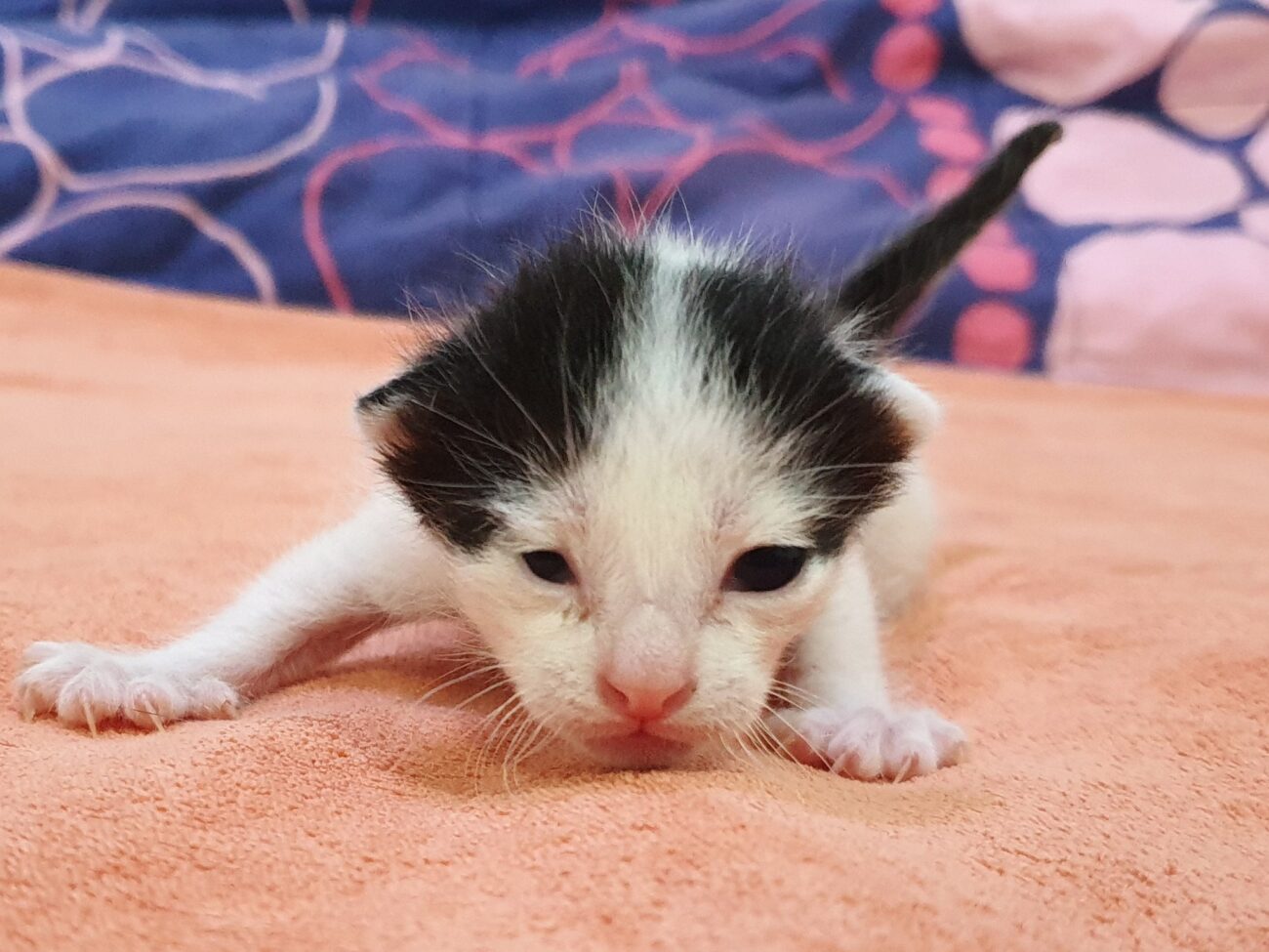 มาแจ้งเพศแมวน้อยทั้งสี่และให้แฟน ๆ ช่วยตั้งชื่อหน่อยครับ 5