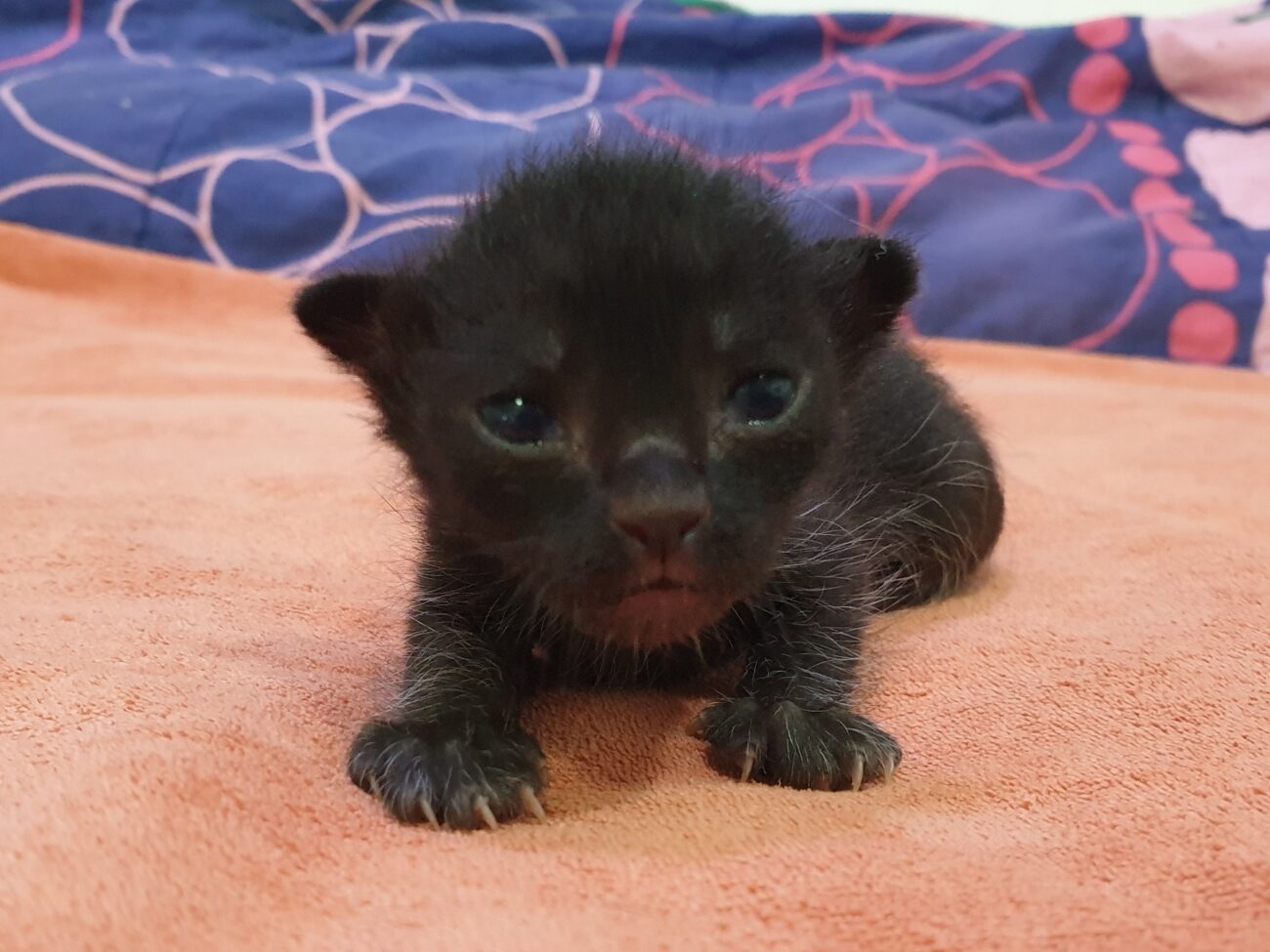 มาแจ้งเพศแมวน้อยทั้งสี่และให้แฟน ๆ ช่วยตั้งชื่อหน่อยครับ 4