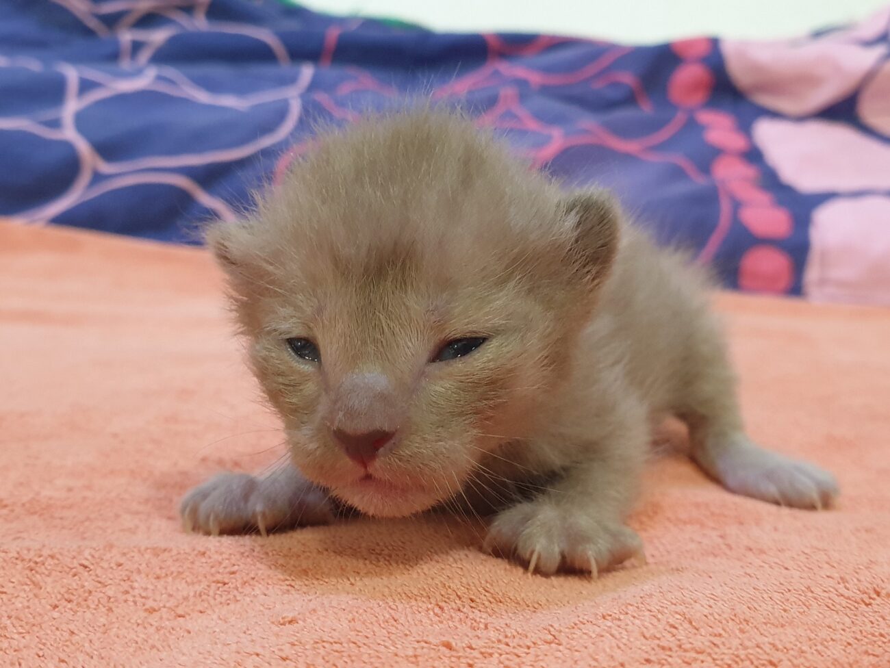 มาแจ้งเพศแมวน้อยทั้งสี่และให้แฟน ๆ ช่วยตั้งชื่อหน่อยครับ 2