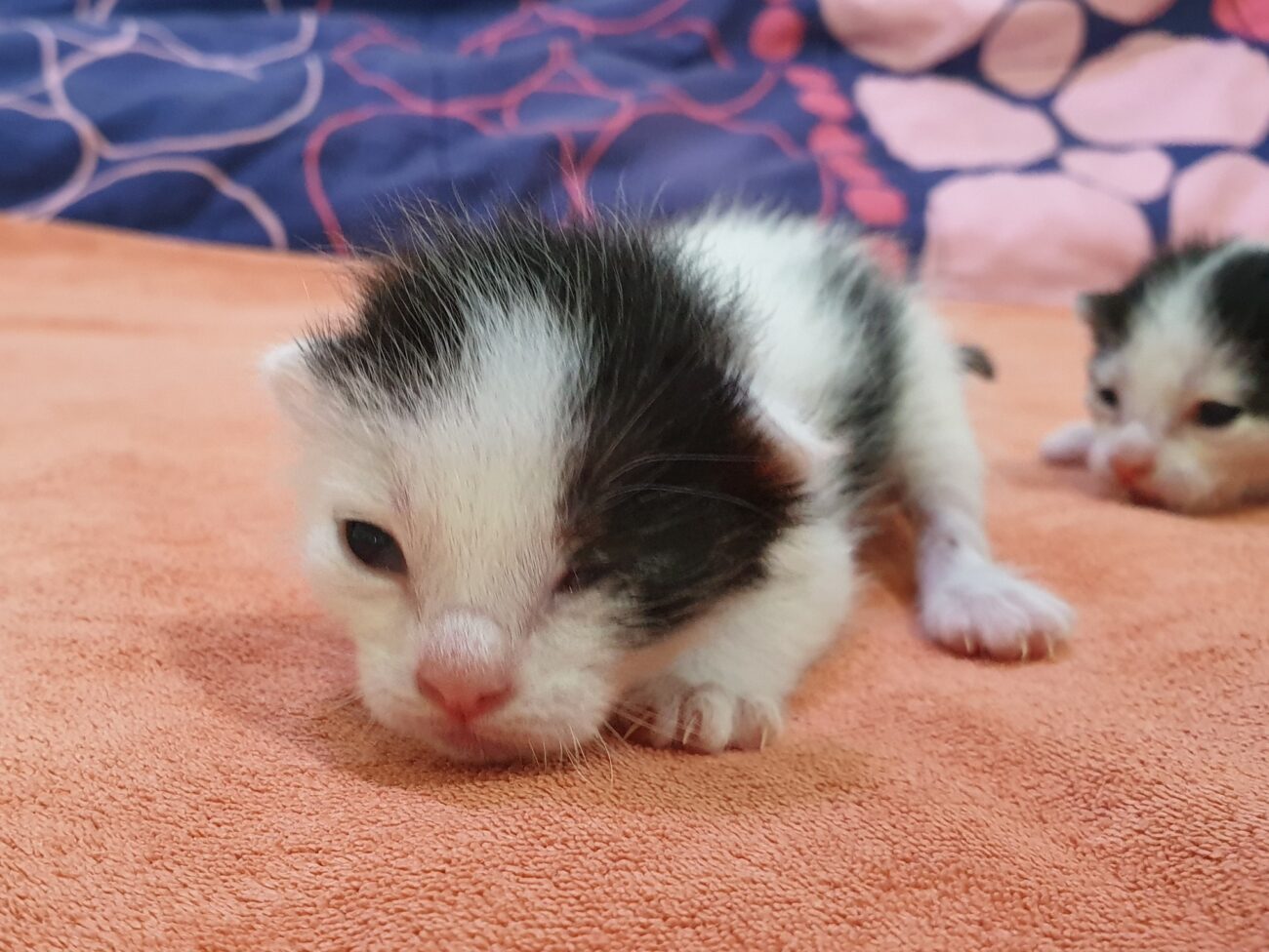 มาแจ้งเพศแมวน้อยทั้งสี่และให้แฟน ๆ ช่วยตั้งชื่อหน่อยครับ 3