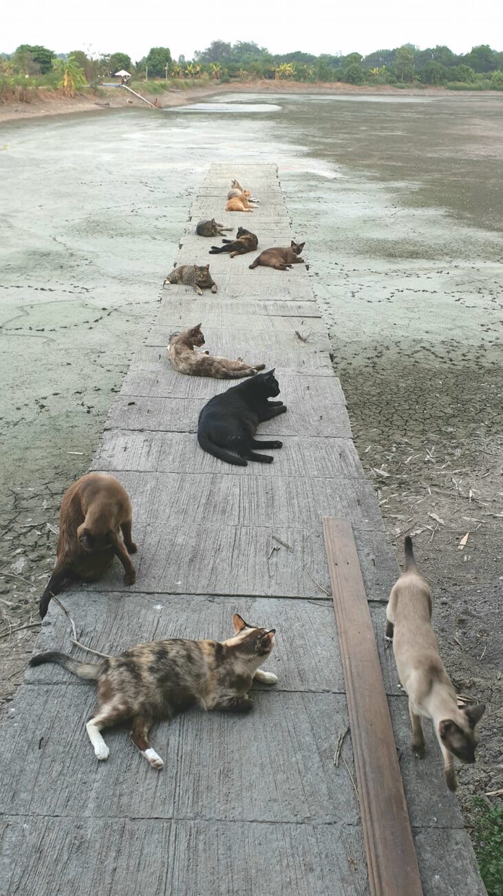 ทุกเย็น หนุ่มสาวบ้านนอกจะนัดกันมานั่งรับลม แต่หากเสียงเคาะชามดังขึ้นมา ทั้งหมดก็ 2