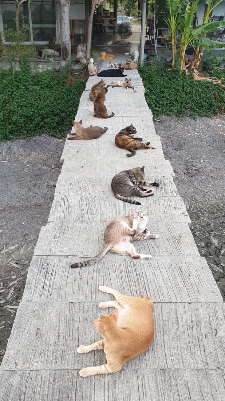 ทุกเย็น หนุ่มสาวบ้านนอกจะนัดกันมานั่งรับลม แต่หากเสียงเคาะชามดังขึ้นมา ทั้งหมดก็ 1