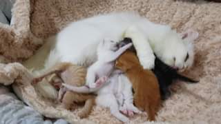 วันนี้วันเกิดแมวน้อยทั้งหก ลูกของทองมีกับแม่มณี เดิมทีตั้งใจว่าจะเลือกรูปแล้วเขี 1