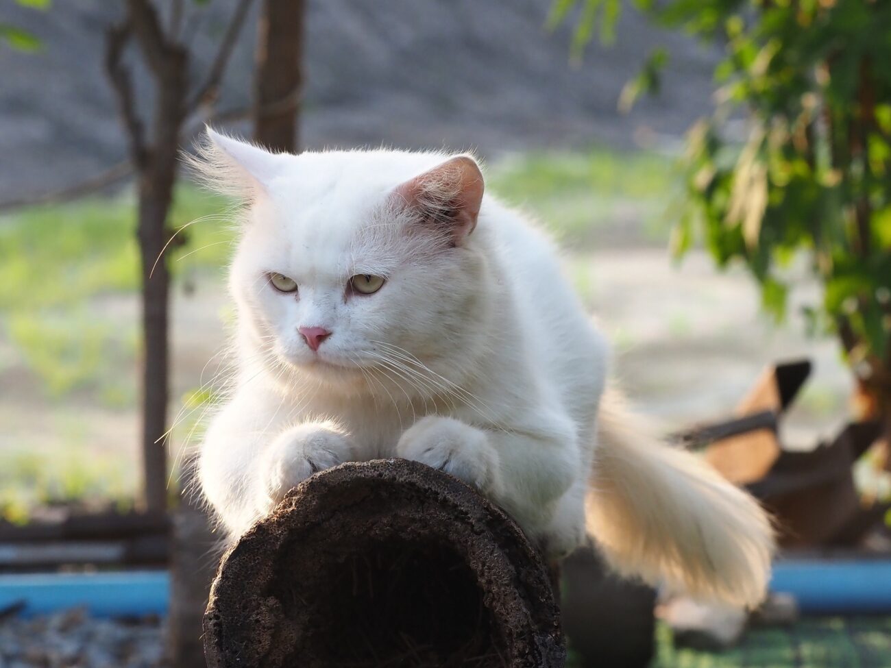 พ่อจะจับ อาบน้ำ คอยตามจ้อง 3