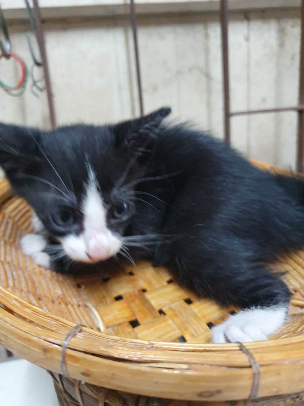 ลูกแมวจรทั้งสี่อยากมีบ้าน 5