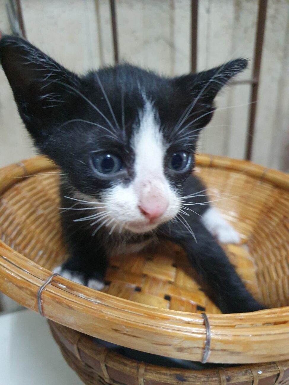 ลูกแมวจรทั้งสี่อยากมีบ้าน 4