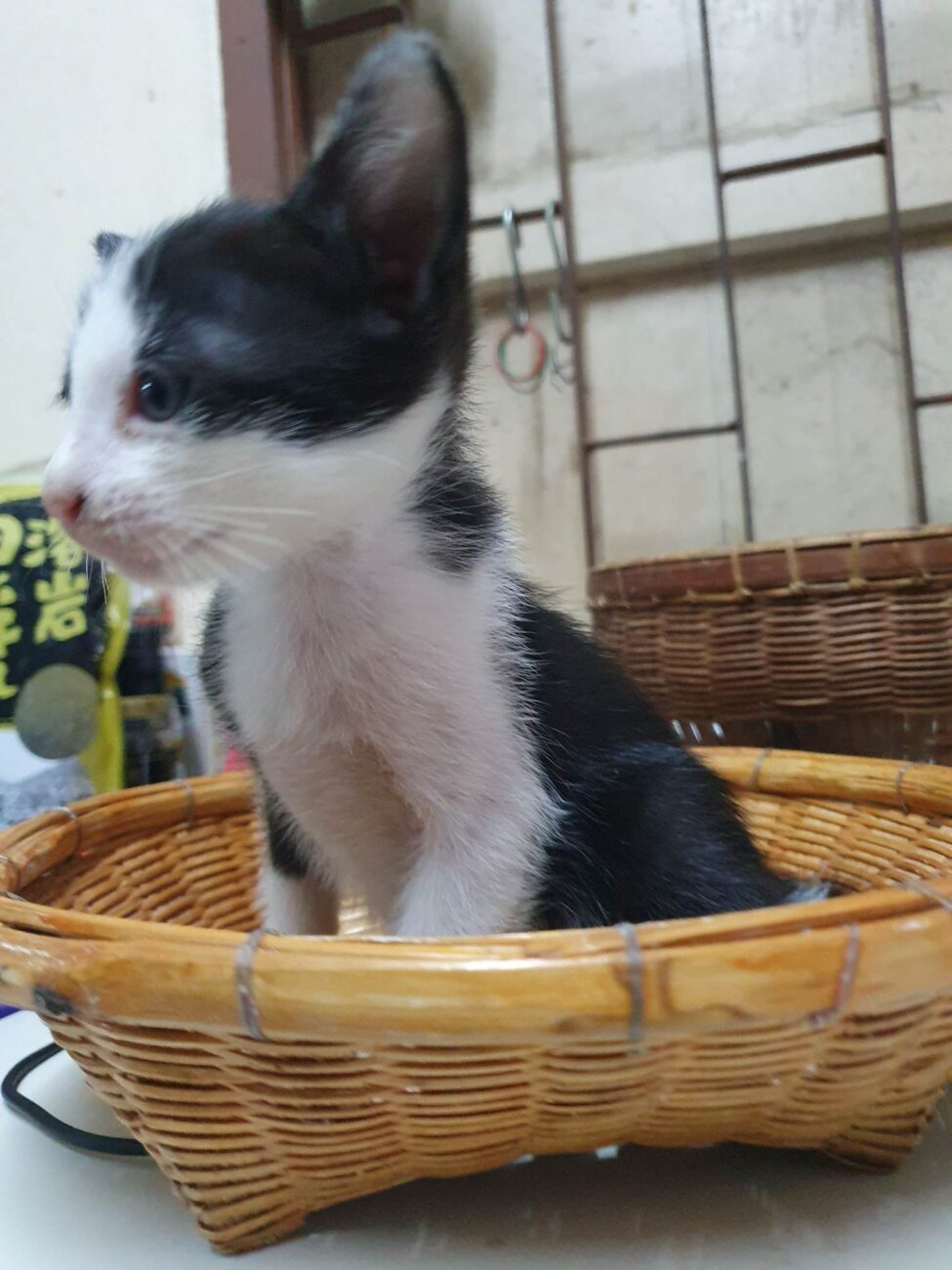 ลูกแมวจรทั้งสี่อยากมีบ้าน 2
