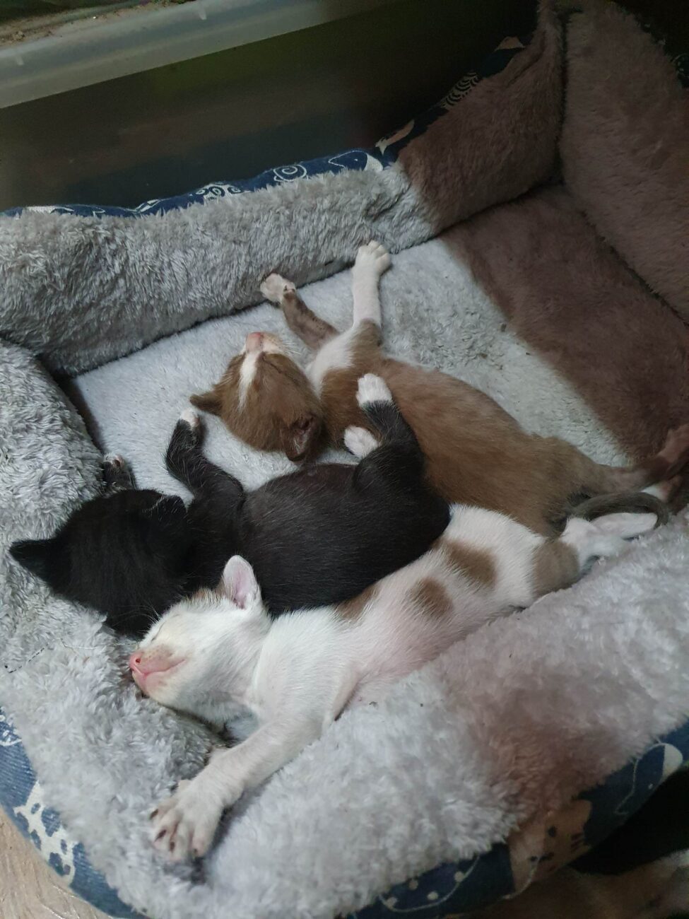 ลูกแมวจรทั้งสี่อยากมีบ้าน 1