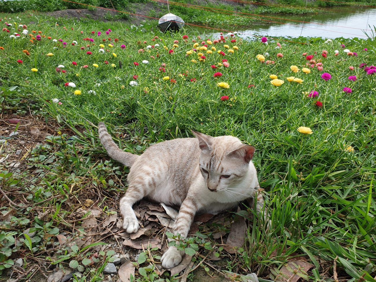 "สวนดอกไม้บึกการ์เด้นเปิดบริการแล้วครับ ค่าเยี่ยมชมท่านละห้าบาท สาว ๆ เข้าชมฟรีค 3