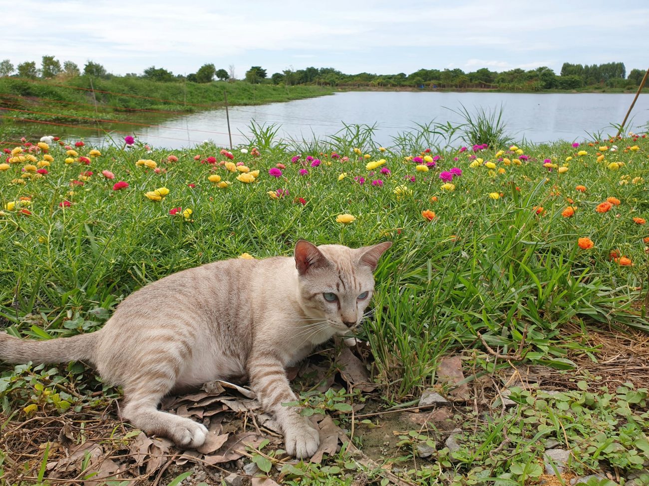"สวนดอกไม้บึกการ์เด้นเปิดบริการแล้วครับ ค่าเยี่ยมชมท่านละห้าบาท สาว ๆ เข้าชมฟรีค 2