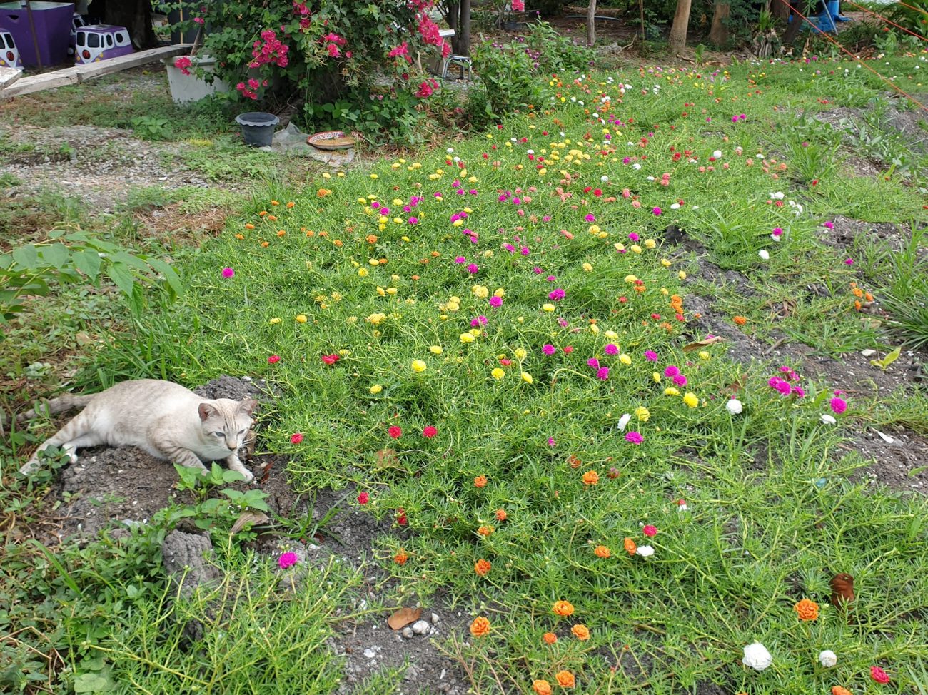 "สวนดอกไม้บึกการ์เด้นเปิดบริการแล้วครับ ค่าเยี่ยมชมท่านละห้าบาท สาว ๆ เข้าชมฟรีค 4