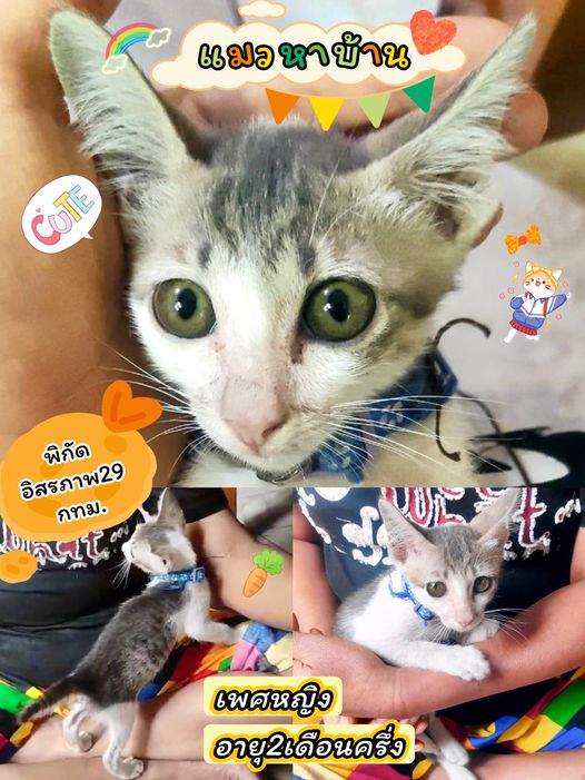 #แมวหาบ้าน 1