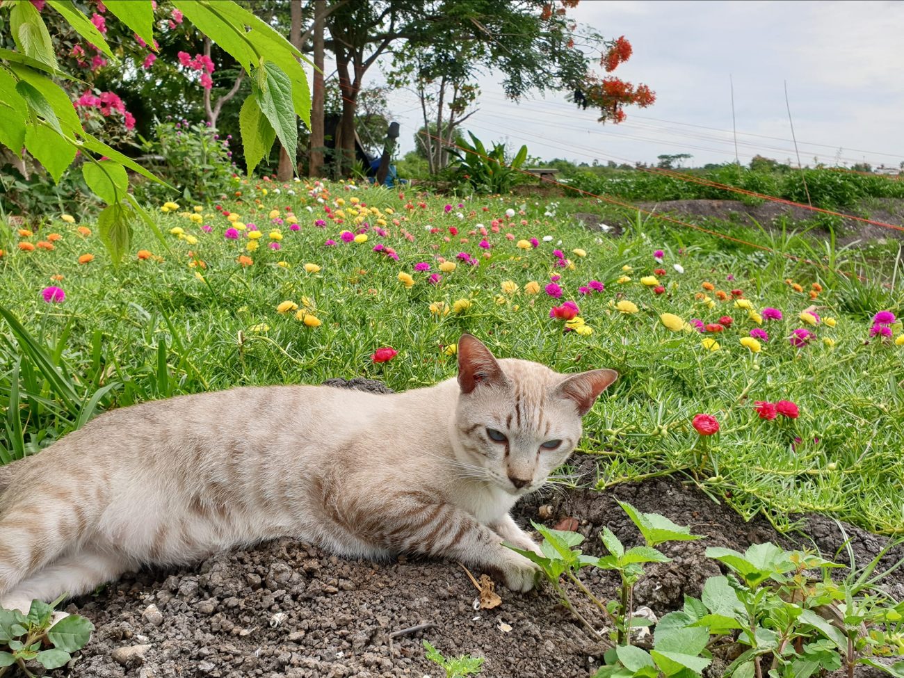 "สวนดอกไม้บึกการ์เด้นเปิดบริการแล้วครับ ค่าเยี่ยมชมท่านละห้าบาท สาว ๆ เข้าชมฟรีค 1