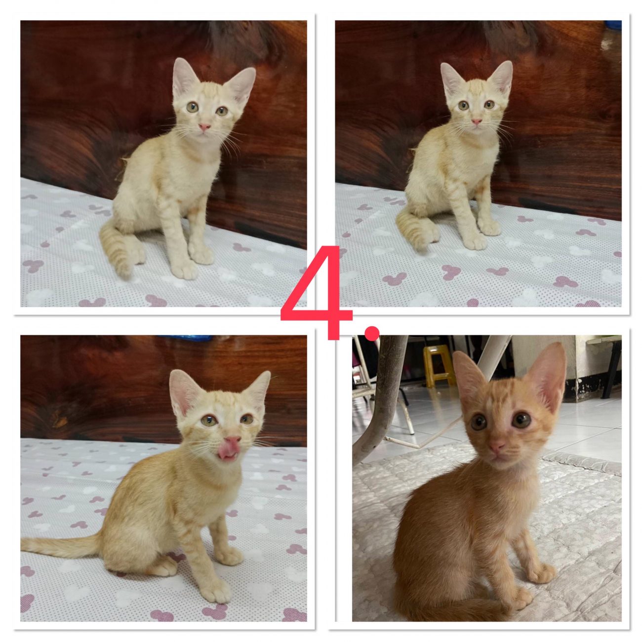 มีลูกแมวหาบ้านครับ มีทั้งหมด 5 ตัวด้วยกัน สีและลายก็สวย ๆ ทั้งหมดเลย ท่านใดเมตตา 4