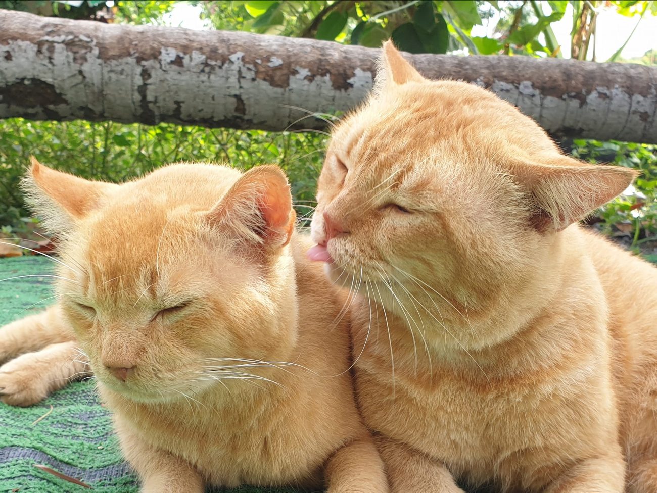 พ่อต้องกินเยอะ ๆ จะได้แข็งแรง ทุกมื้อต้องขออาหารสองชุดเลยครับ 1