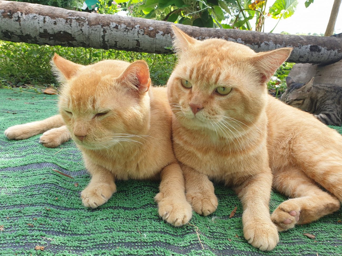 พ่อต้องกินเยอะ ๆ จะได้แข็งแรง ทุกมื้อต้องขออาหารสองชุดเลยครับ 2