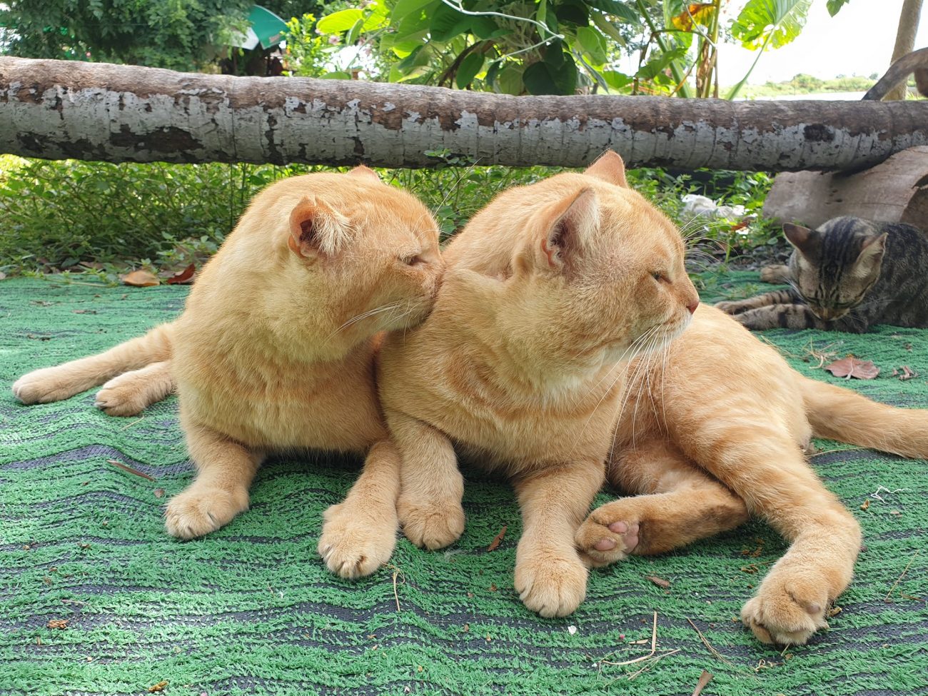 พ่อต้องกินเยอะ ๆ จะได้แข็งแรง ทุกมื้อต้องขออาหารสองชุดเลยครับ 3