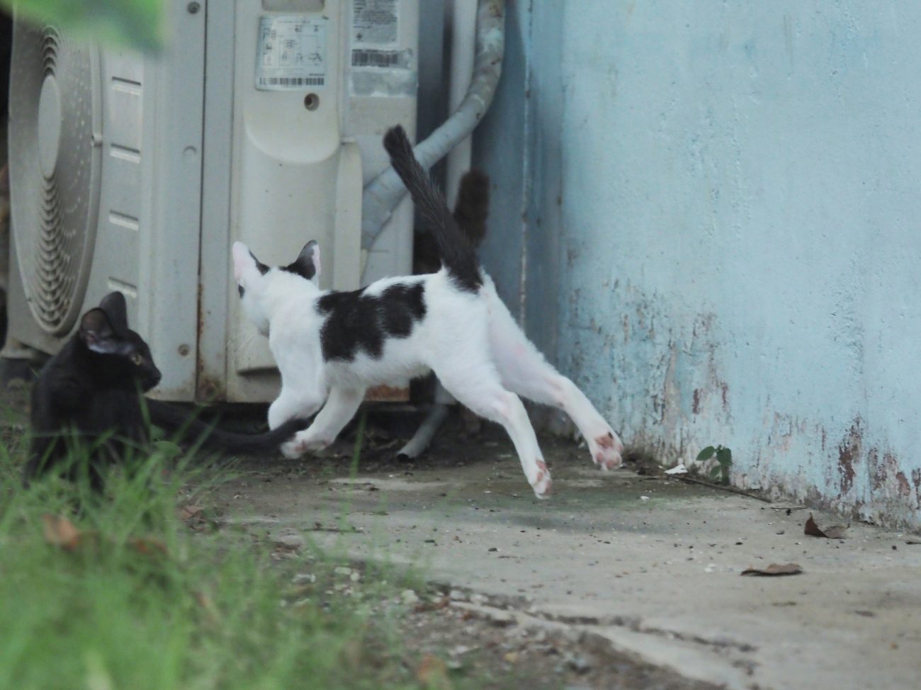 โคแนนทดสอบความไว