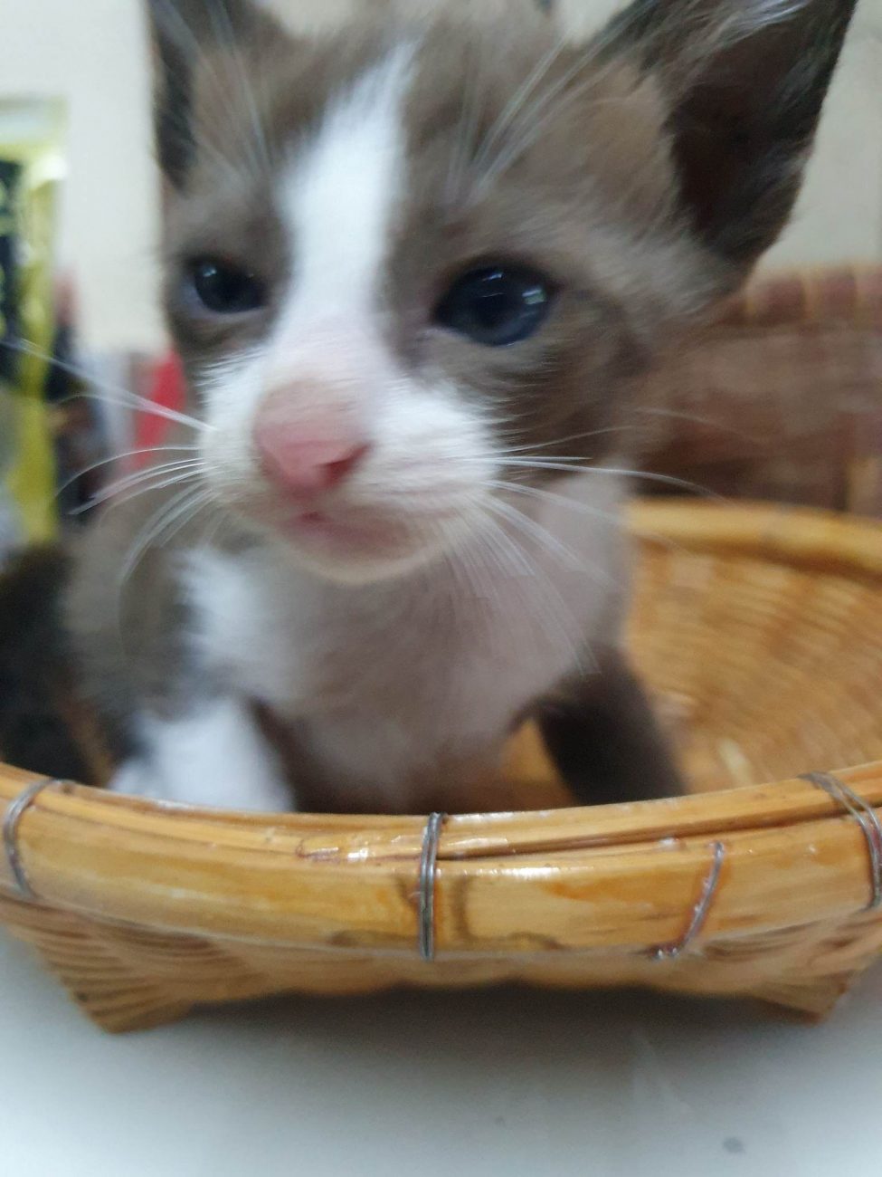 ลูกแมวจรทั้งสี่อยากมีบ้าน 6