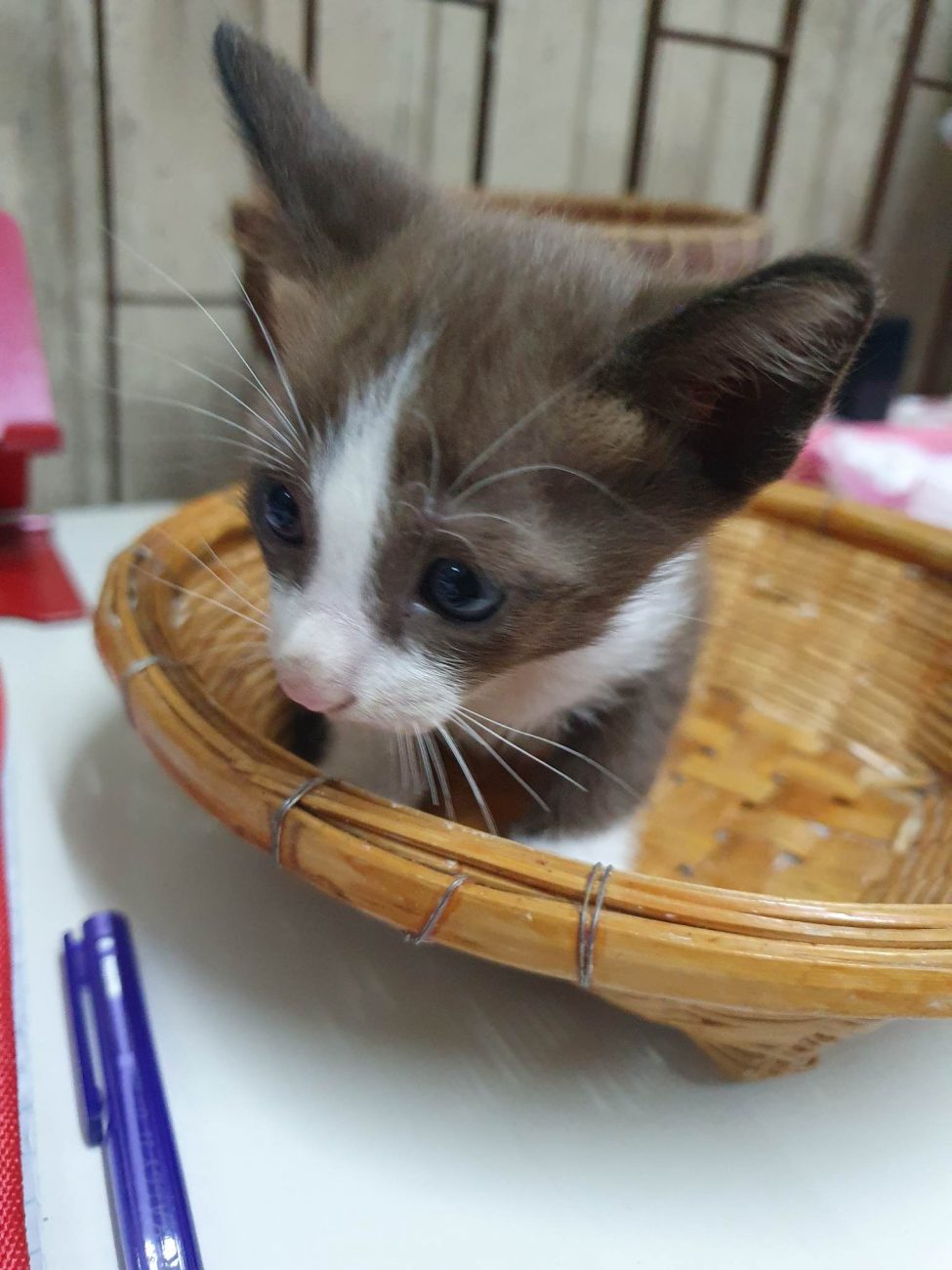 ลูกแมวจรทั้งสี่อยากมีบ้าน 7