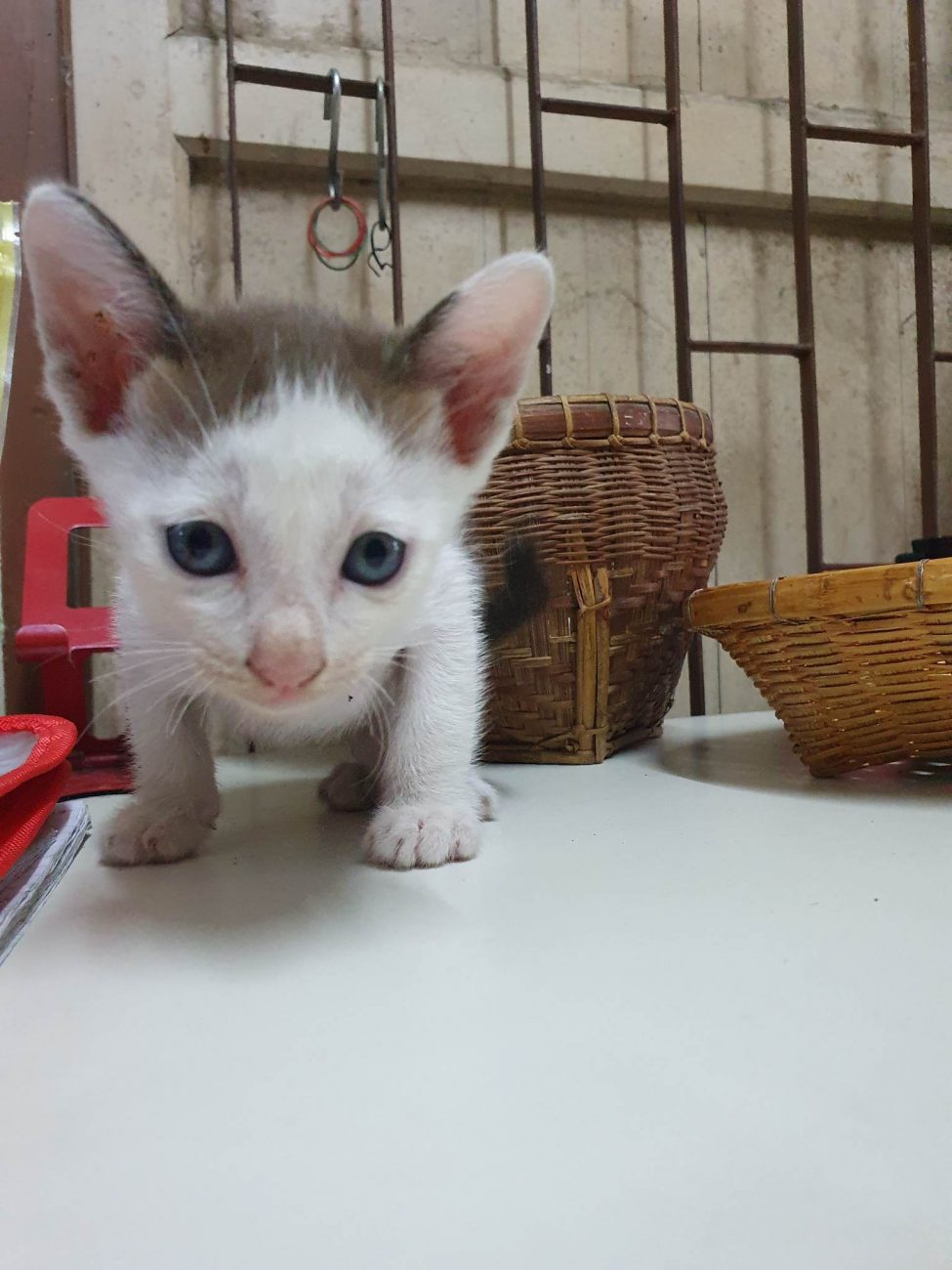 ลูกแมวจรทั้งสี่อยากมีบ้าน 8