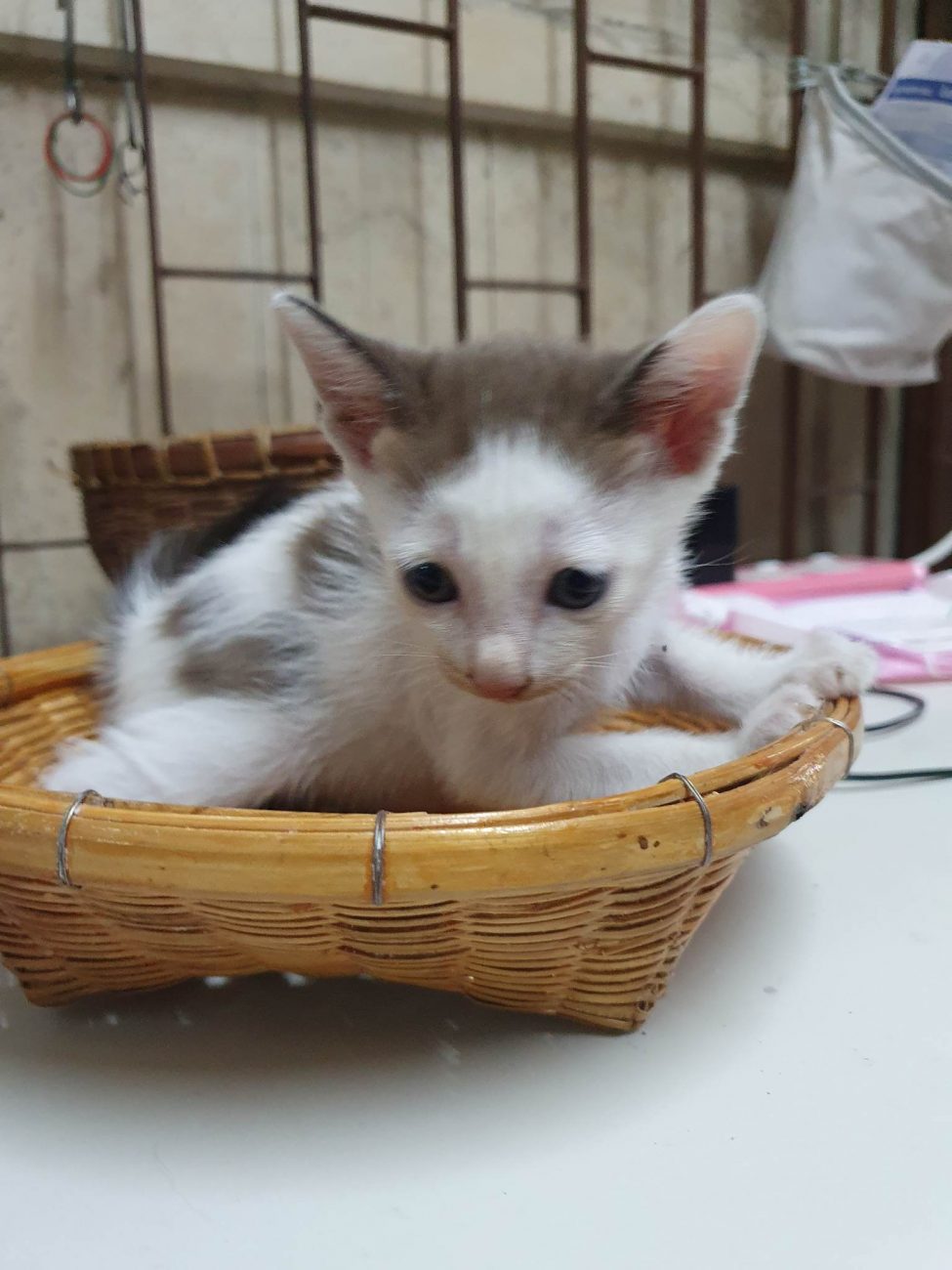 ลูกแมวจรทั้งสี่อยากมีบ้าน 9