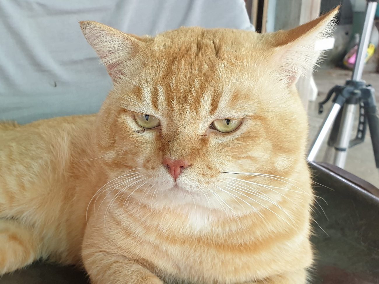 ต่อไปผมกับพี่น้องจะไม่ขึ้นไปเล่นสิบล้อชนกันบนหลังคาแล้วครับ 2